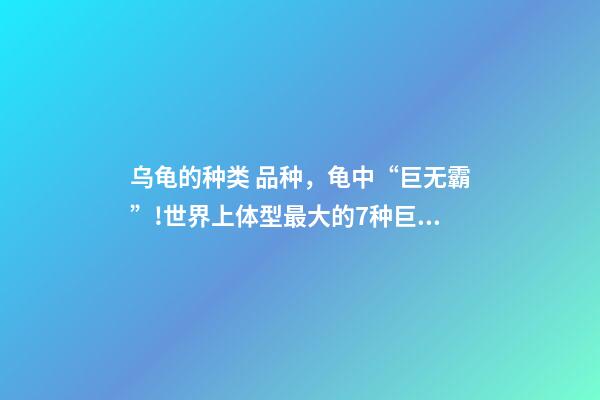 乌龟的种类 品种，龟中“巨无霸”!世界上体型最大的7种巨龟-第1张-观点-玄机派